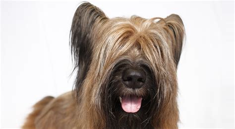 dog brreds that are smaller but look similar to briard